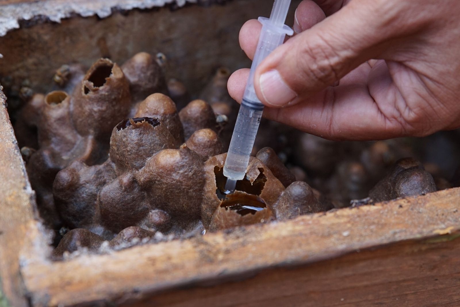 Impulsan economía familiar a través de la abeja melipona